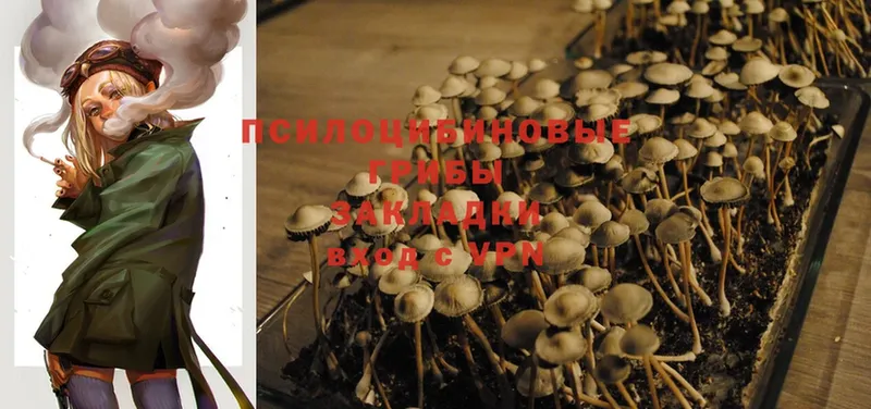 наркота  Лукоянов  Псилоцибиновые грибы Psilocybe 